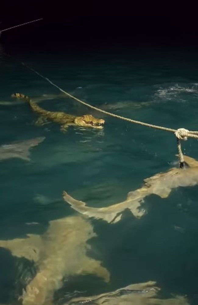 Jessie Leigha shared footage of the moment a shiver of sharks circled a lone crocodile.