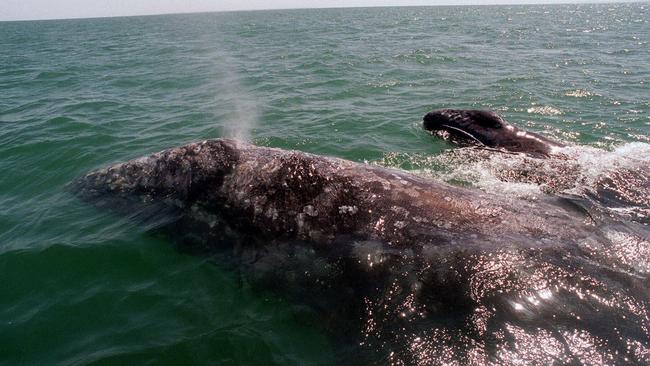 Federal officials are investigating the killing of a protected grey whale by Alaskan hunters.