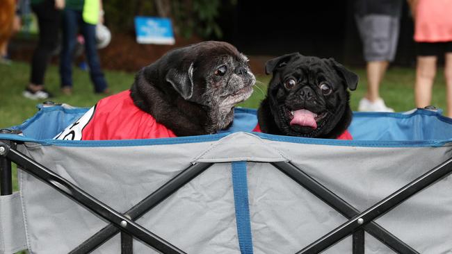 Pugs Dallas and Deliliah take a rest after completing the RSPCA's Million Paws Walk fundraiser, held along the Cairns Esplanade. Picture: Brendan Radke