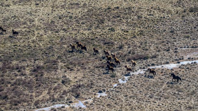 The NSW government will debate whether to allow aerial shooting of wild horses in Kosciuszko National Park. Photo: NPWS / Supplied