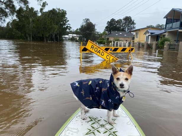 Dexter the dog making the most of the flooding on Lucinda Ave at Killarney Vale. Picture:  Morgan Chisholm