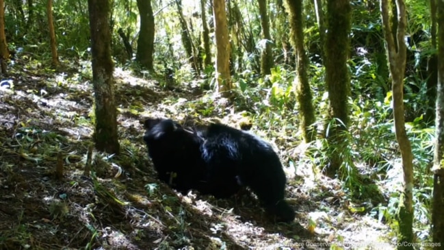 60 'Paddington' Bears Discovered In Deepest, Darkest Bolivia