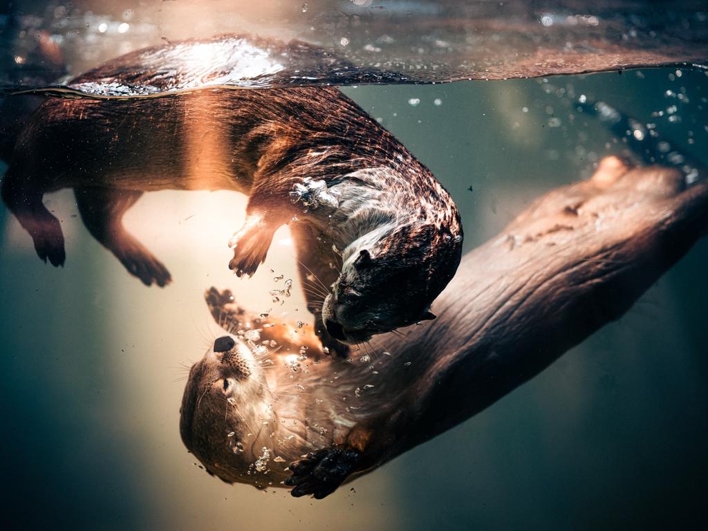 Otters at play at a zoo in Texas during golden hour, with the setting sun casting a warm glow over the water’s surface. Picture: Jonathan McSwain