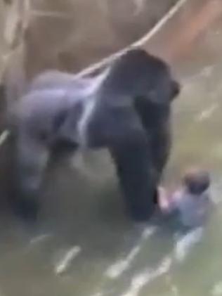 The four-year-old boy fell into Harambe’s enclosure. Picture: WLWT