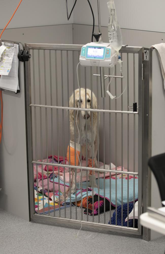 Havoc in her crate in the intensive care unit before surgery. Picture: Mark Cranitch