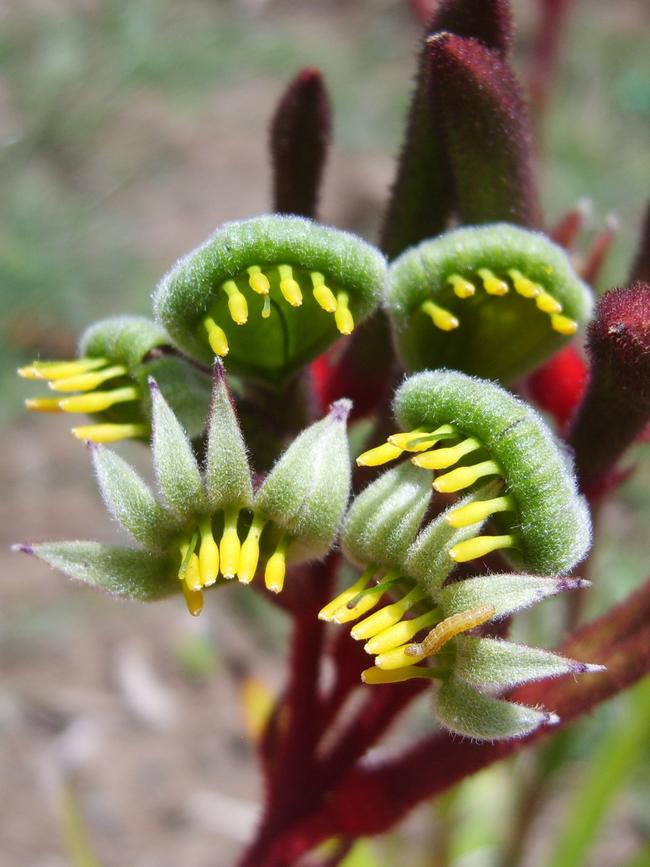 Regal Velvet kangaroo paw.