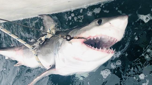 There have not been any fatal beach attacks on the Gold Coast since shark nets were introduced more than 60 years ago.