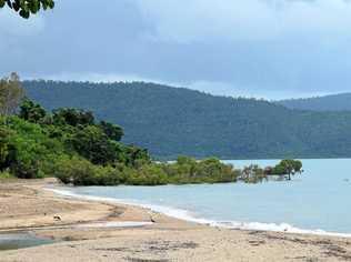 SIGHTING: A crocodile was spotted near these mangroves at Cannonvale Beach on Friday morning. Picture: Monique Preston