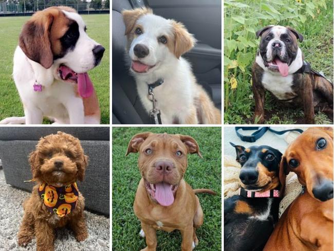 Who will be Wagga's top dog? The prettiest of the pooches? The cutest canine? Pick your favourite and cast your vote now!