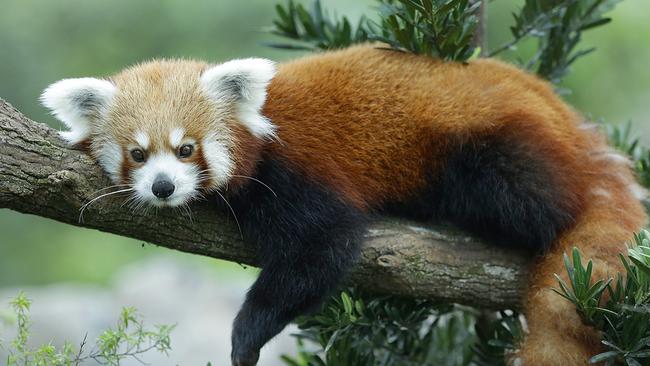 A Red Panda. Picture: Glenn Norris