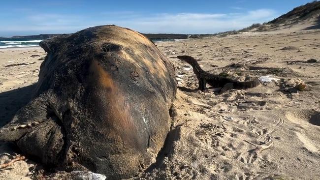 A goanna has been spotted eating a beached pygmy sperm whale on Kangaroo Island. Picture: RAD KI