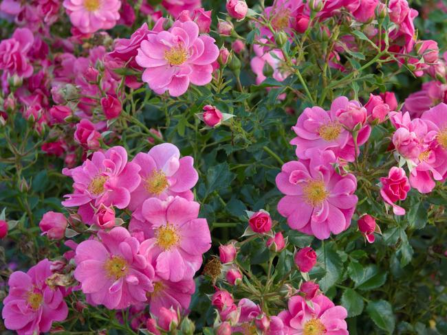 Bees’ paradise rose pink roses.