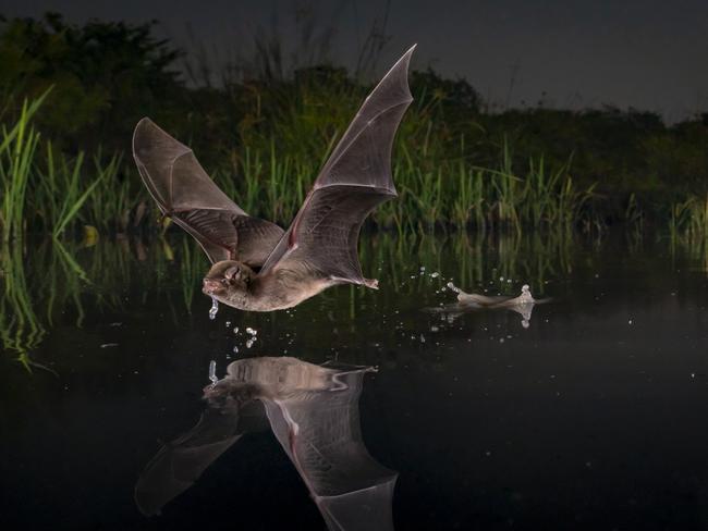 Photographer Piotr Naskrecki’s submission, titled <i>Pind Skim</i>, which won the Winged Life category in the competition. Picture: Piotr Naskrecki/BigPicture Competition