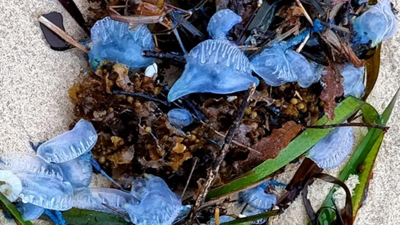 Bluebottle 'epidemic': thousands stung as record numbers swarm Queensland  beaches, Queensland