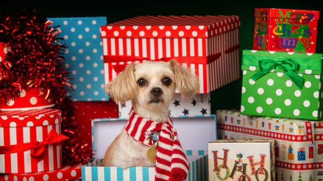 What? Dogs can’t celebrate Christmas as well? Picture: Tony Gough