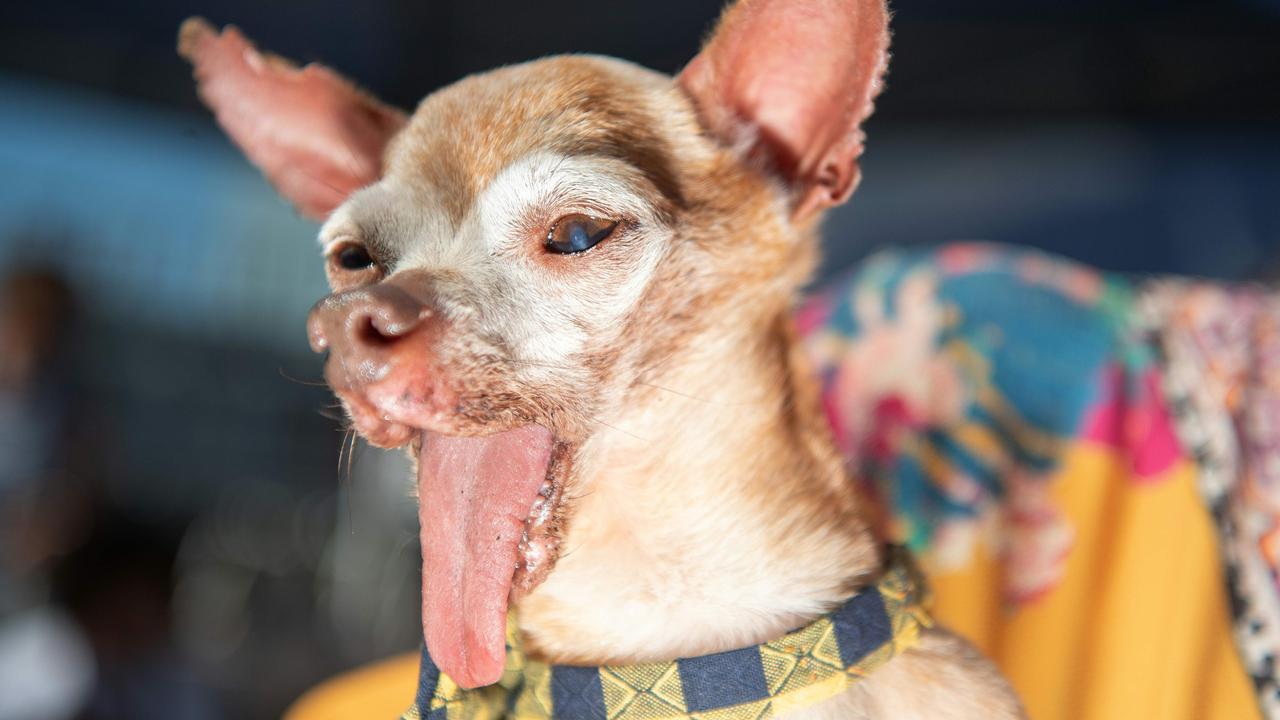 A dog named Tostito, who has no teeth or lower jaw, is seen competing in 2019. (Photo by JOSH EDELSON / AFP)