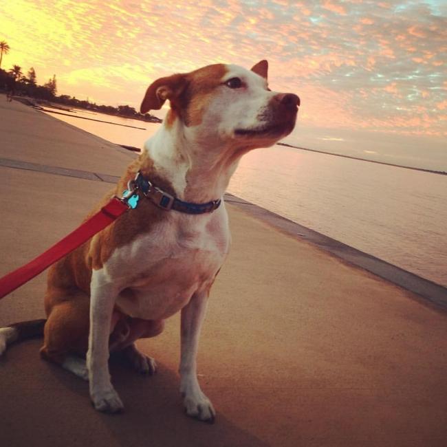 Dexter is a good boy and is always on a leash when he goes for a walk along the Sandgate waterfront. But from October 12 he will be able to run on the beach without a lead. Picture: Renee McKeown