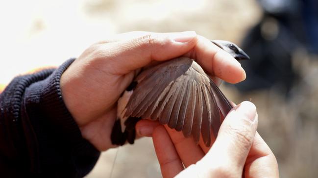 Bravus, formerly Adani, says no other organisation has estimated finch populations in the area before. Picture: Contributed