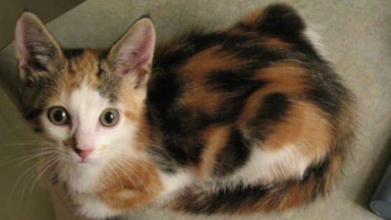 Monet my gorgeous calico as a kitten. Picture: Elizabeth Lowe. Cutest cats in Redcliffe.