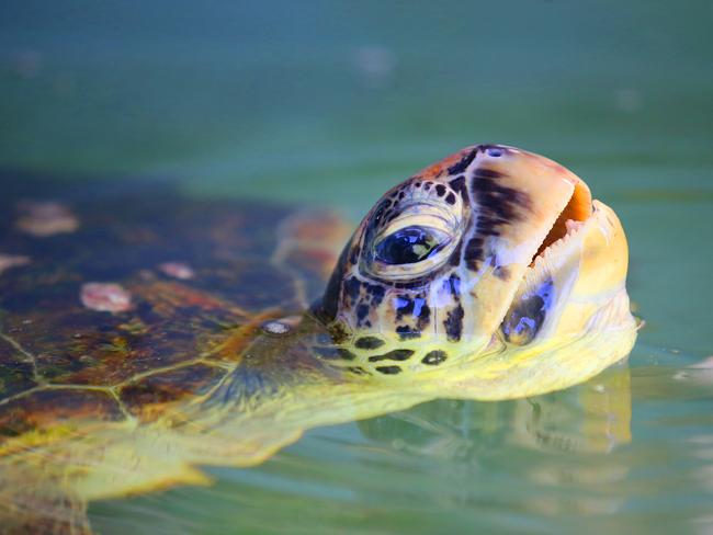 UNESCO: Great Barrier Reef not ‘in danger’ | news.com.au — Australia’s ...