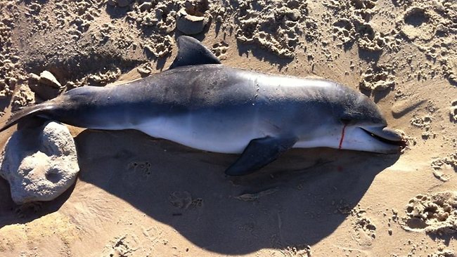 US scientists investigating spike in bottlenose dolphin deaths | Daily ...