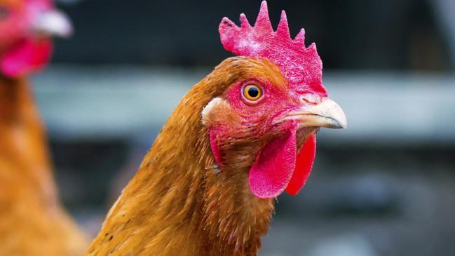 Blow to Aus as new bird flu outbreak found