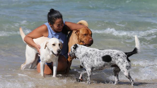 'Dogs at The Spit' pic Spread .Ms Lie Lau with her dogs Pebbles 3 (black and white) Corey age 5 (tan) and Mikey age 2 (White). Picture Mike Batterham