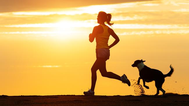 Bribie Island residents appear divided over having a dog beach on the passage side of the island.