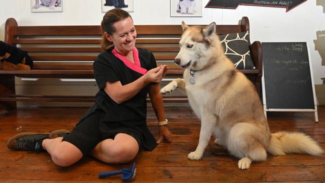 Three-year-old Husky Juneau is a satisfied customer after being groomed by Amanda Stanton – SA’s best dog groomer. Picture: Keryn Stevens