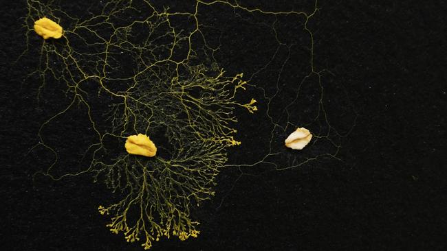 Slime mould will always find the shortest path to the oats. Picture: TedX/YouTube