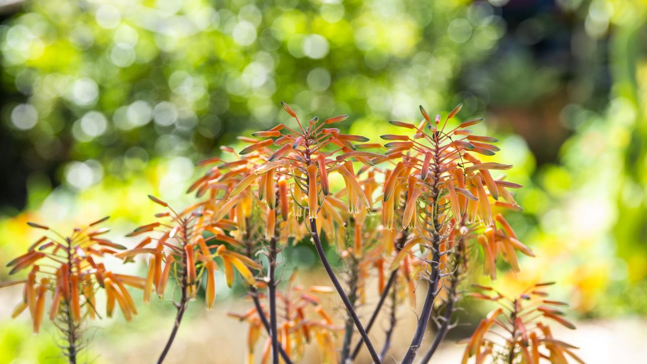 The garden of Charmaine Williamson at 30 Rhyde St Toowoomba. 2020 Garden for Good. Thursday. 24th Sep 2020