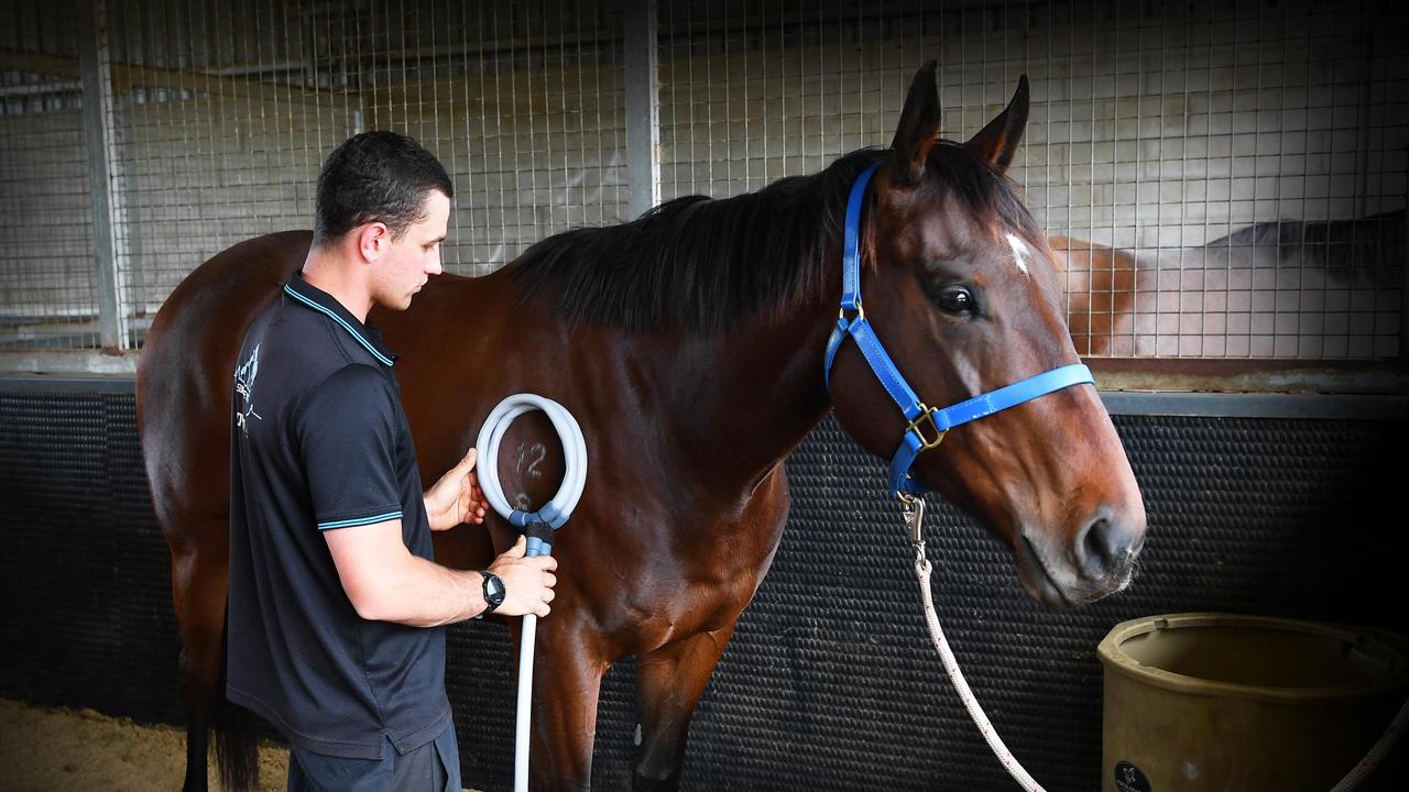 George Carpenter treating a horse at Peachester Lodge. Picture: Patrick Woods.