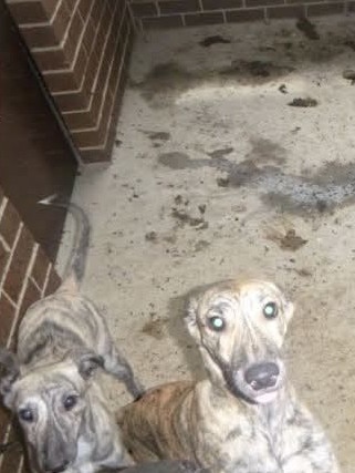 Dogs inside the Two Wells kennel. Picture: Supplied