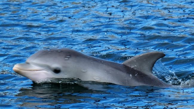 Port River dolphin calf Galaxy has died. Picture: Marianna Boorman