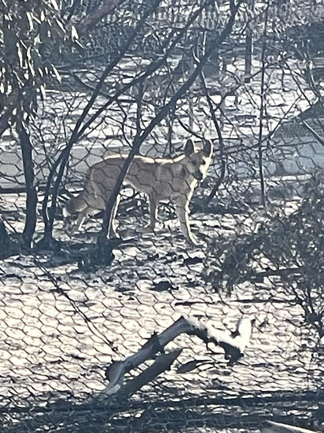 Crop farmer Peter Clarke's photo of a dingo in an enclosure at the Little Desert Nature Lodge. Picture: Supplied