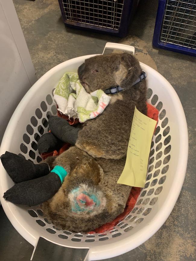 A koala recovers from burns. Picture: Garnett Hall