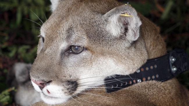 Eastern puma pronounced outlet extinct