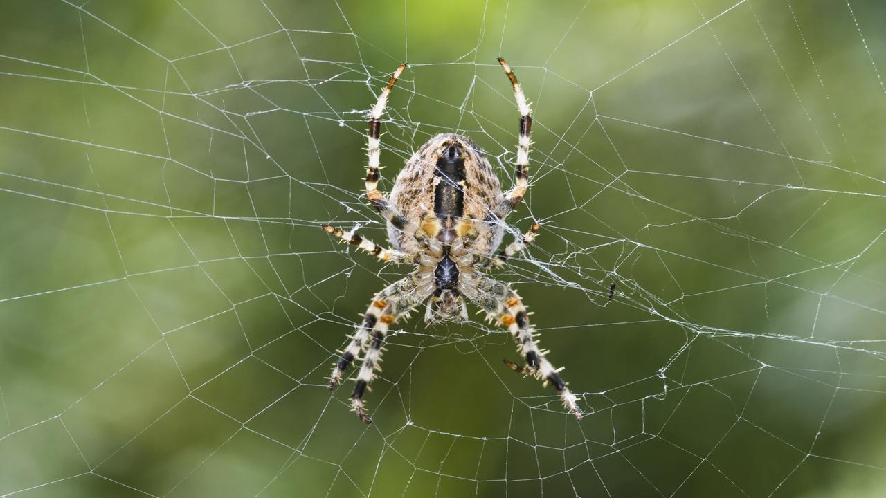 Orb-weaver spider uses web to capture sounds