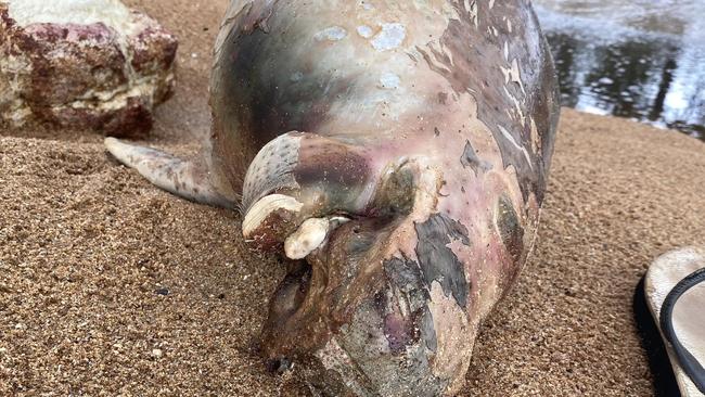 A baby dugong was found washed up at Mandorah on Thursday. Picture: Simon Walford