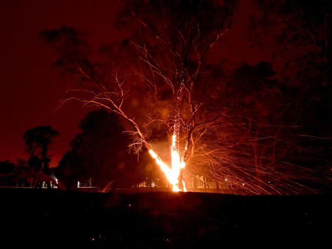 A tree burns around the town of Nowra in the Australian state of New South Wales. Picture: Saeed Khan/AFP