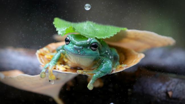 The weather is looking perfect for National frog day. Picture: Jamie Hanson