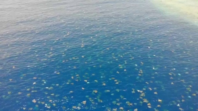 Stunning drone footage of tens of thousands of turtles congregating on Raine Island