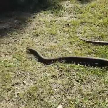 WATCH: When one of the world’s deadliest snakes strikes | The Chronicle