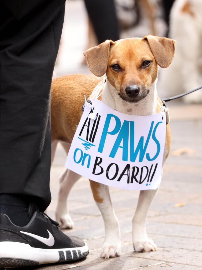 ‘Pawtest’ attendees called on pets to be allowed on trains in NSW. Picture: NCA NewsWire / Damian Shaw