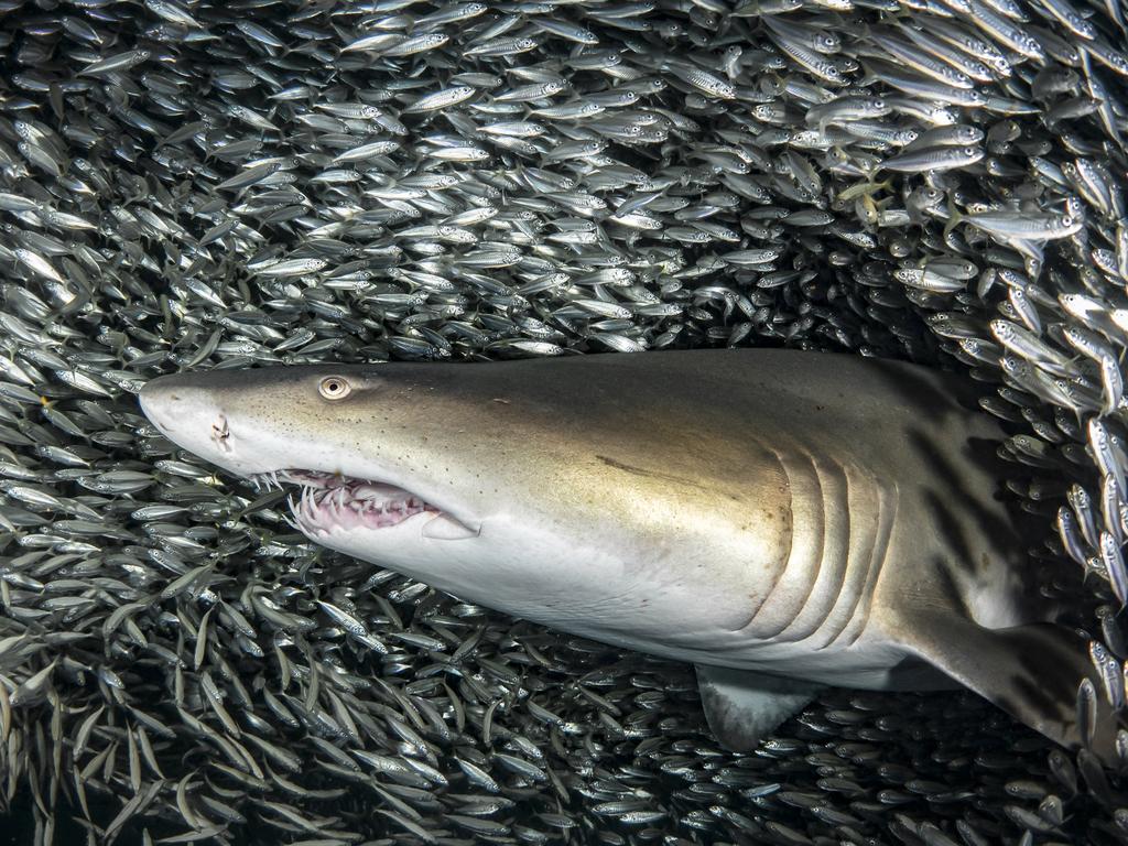 Experts say sharks, like this Tiger Shark, are attracted to murky waters and areas where they are likely to get a quick feed. Picture: Tanya Houppermans