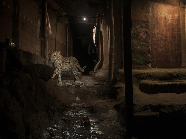 Nature - Second Prize, Singles © Nayan Khanolkar Title: Big Cat In My Backyard! A wild leopard strolls through Sanjay Gandhi National Park, a protected area in the northern part of Mumbai city, India, on 24 September 2016. The leopard is on its nocturnal prowl in the adjacent human settlements in search of food, which in these areas is typically dogs or pigs.