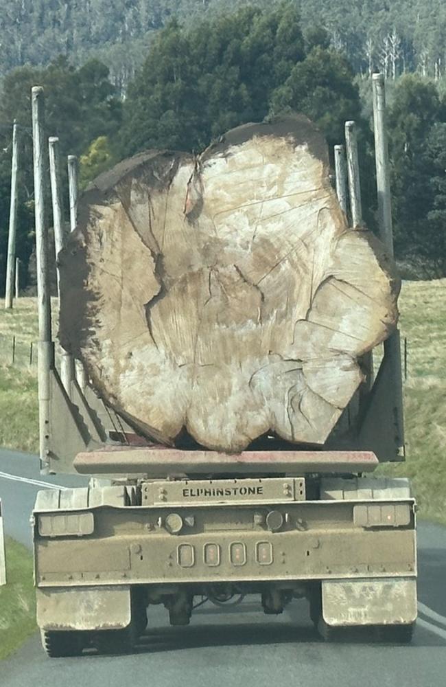 Footage and photos from Florentine Valley in Tasmania this week show a giant felled native Eucalyptus on the back of a truck. Picture: Supplied