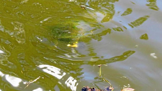 Gympie resident Susan Terry spotted a turtle eating a cigarette butt in Lake Alford. Picture: Susan Terry