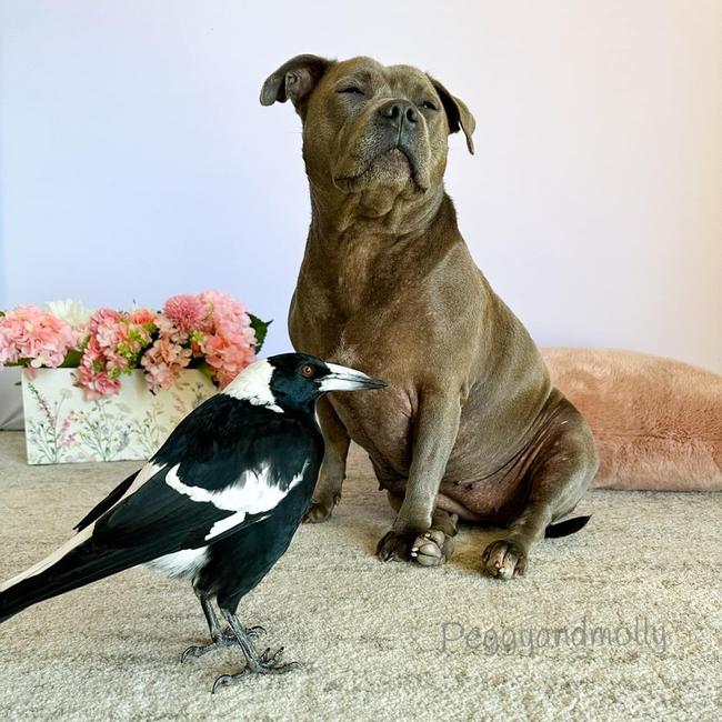 Magpie Molly and his canine friend Peggy. Picture: Facebook / Peggy and Molly.