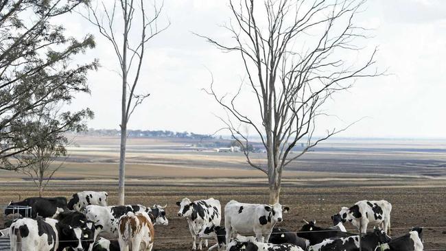 Dairy industry code of conduct meetings start in Gympie next week. Picture: Kevin Farmer